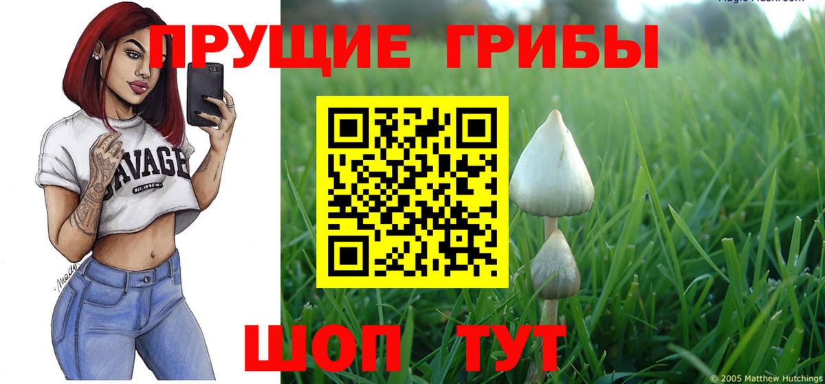 где найти   Вход с VPN  Кемерово  Галлюциногенные грибы Cubensis 